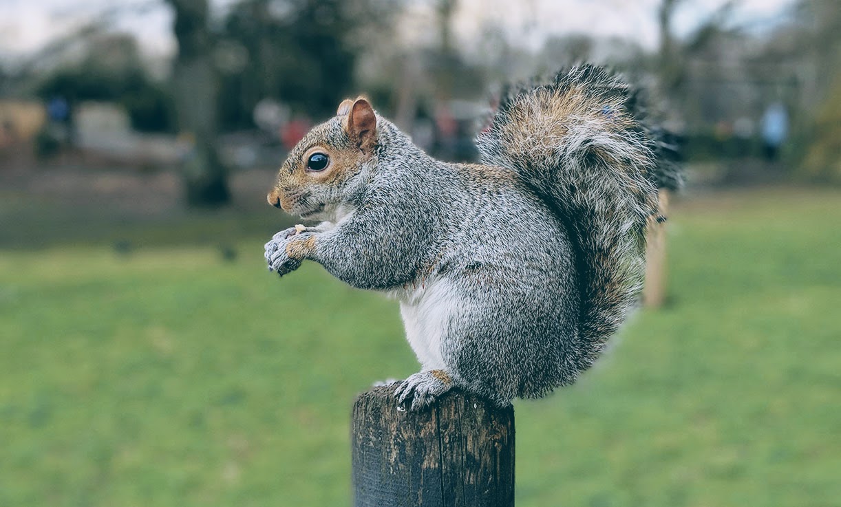 Roof Repair Squirrels Heath Greater London (RM11)