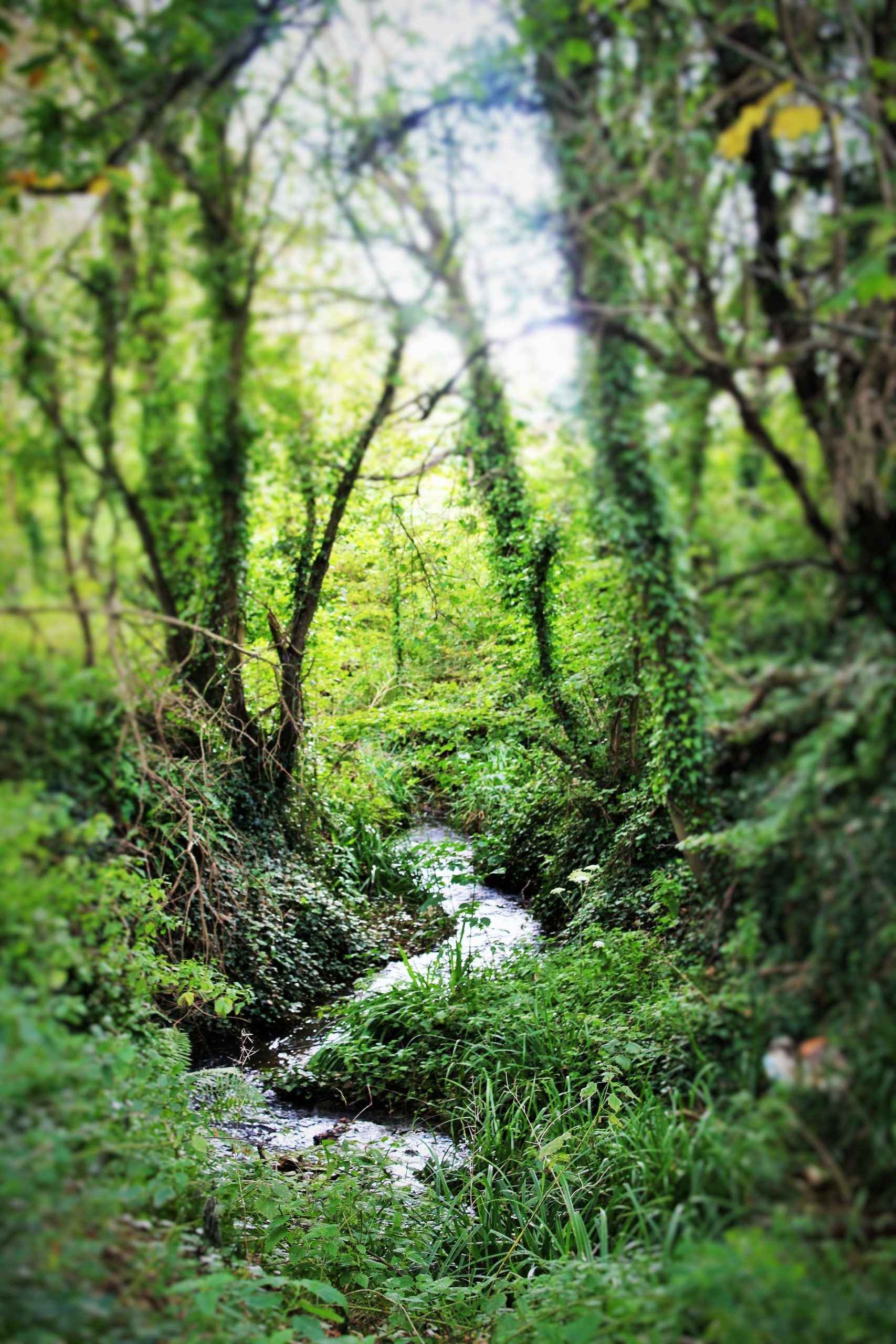 Brighstone, Isle of Wight