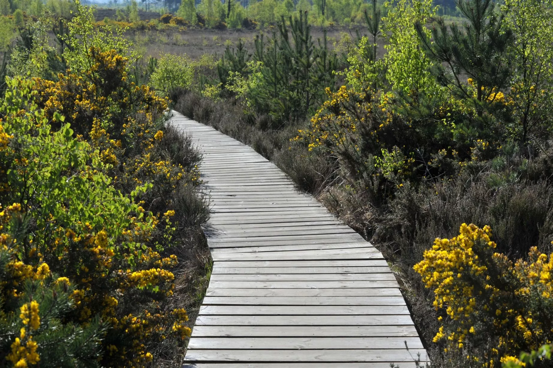 Thursley, Surrey